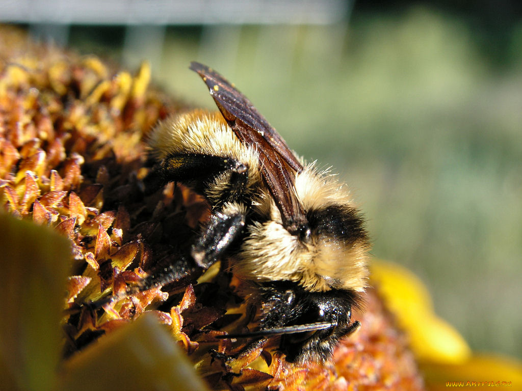 23, august, bumble, by, gbcalls, , , , 